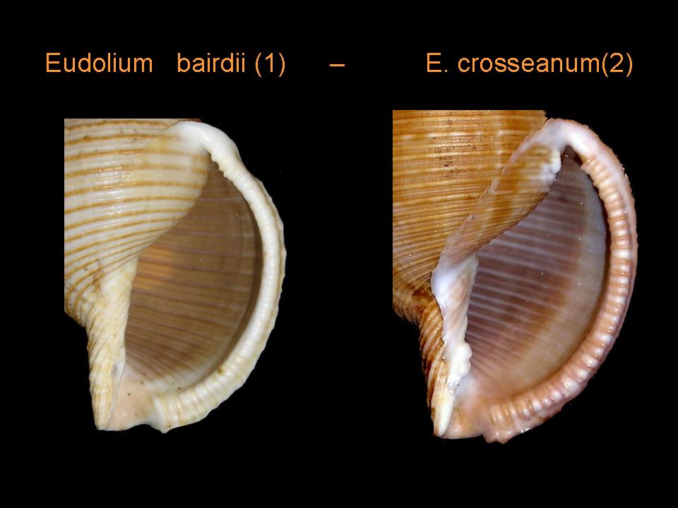 Eudolium bairdi ed Eudolium crosseanum